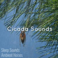 Cicada Sounds