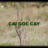 Cái Gốc Cây