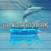 65 All Wild Tracks for Relaxing