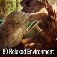 80 Relaxed Environment