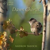 Dawn Chorus - Scandinavia