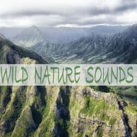 Wild Nature Sounds