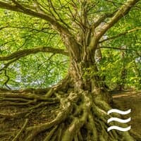 Natural Sounds of Raining for Calm Children