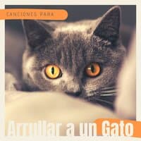 Canciones para Arrullar a un Gato: Música Relajante para Tranquilizar Gatos Estresados