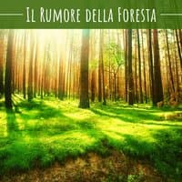 Il rumore della foresta – Suoni rilassanti di boschi e cascate, canto degli uccelli