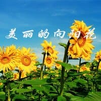 美丽的向阳花