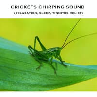 Crickets Chirping Sound (Relaxation, Sleep, Tinnitus Relief)