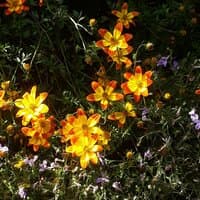 Flowers at Fall