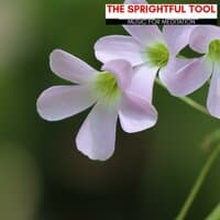 The Sprightful Tool - Music For Meditation