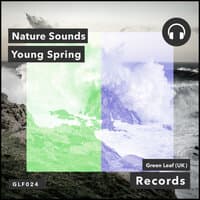 Young Spring