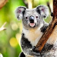 The Koala Bear Is My Friend - Single