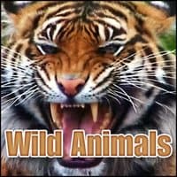 Wild Animals: Sound Effects