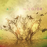 A Life In Color