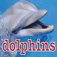 Dolphin Sounds