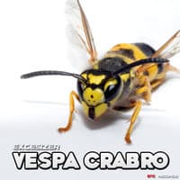 Vespa Crabro