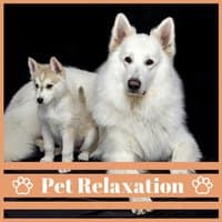 Soothing Instrumental for Beloved Pet