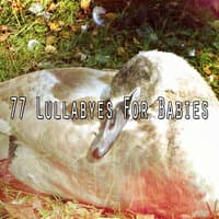 77 Lullabyes for Babies