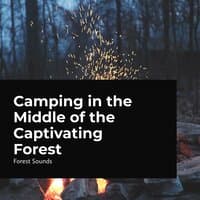 Camping in the Middle of the Captivating Forest