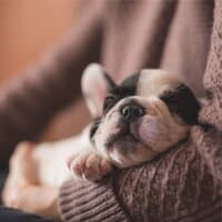 #Sleepy Sounds For Dogs | Meditation