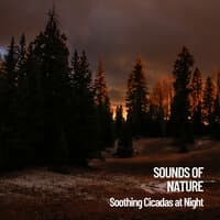 Sounds of Nature: Soothing Cicadas at Night