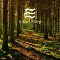 Smooth Deep Noises with Forest Shush Ambient for Babies