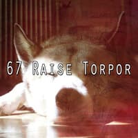 67 Raise Torpor