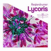 Lycoris