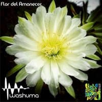 Flor Del Amanecer - Single