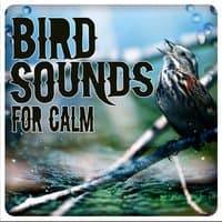 Bird Sounds for Calm