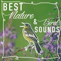 Best Nature & Bird Sounds