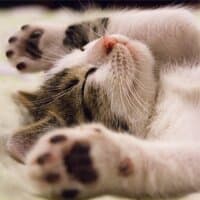 Tracks to Relieve Anxiety and Relax Cats