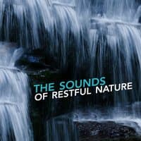 The Sounds of Restful Nature