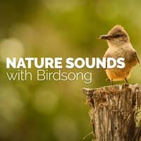 Nature Sounds with Birdsong