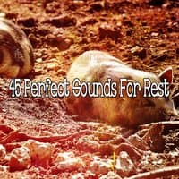 45 Perfect Sounds For Rest