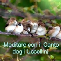 Meditare con il Canto degli Uccellini