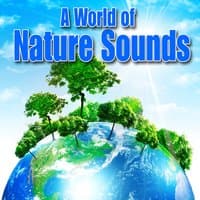 Best Nature Sounds