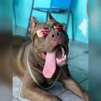 Tipo Pitbull Com Sede