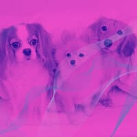 Warm Jazz Trio - Vibe for Well Behaved Dogs