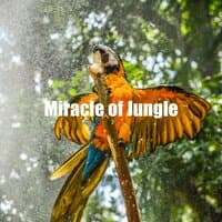 Miracle of Jungle