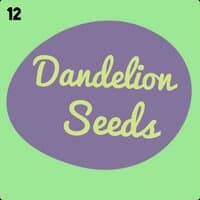 Dandelion Seeds