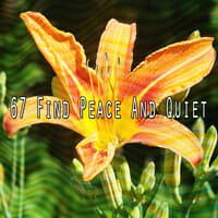 67 Find Peace and Quiet