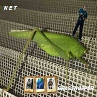 Grasshopper (Drumless)