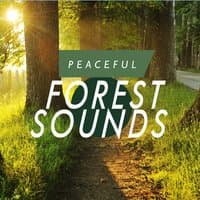 Peaceful Forest Sounds