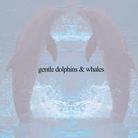 Gentle Dolphins & Whales