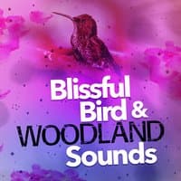 Blissful Bird & Woodland Sounds