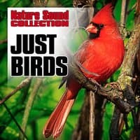 Just Birds (Nature Sounds)