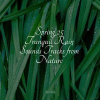 Spring 25 Tranquil Rain Sounds Tracks from Nature