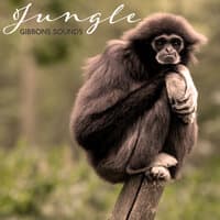 Jungle Gibbons Sounds – Unique Animal Collection Sounds Straight from Asian Rainforest, Relax, Sleep, Meditation