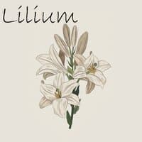 Lilium