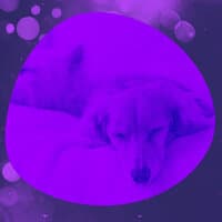 Music for Serene Puppies - Retro Trumpet Jazz